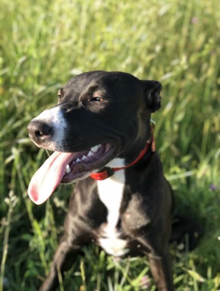 LUNA, an adoptable Labrador Retriever, American Bulldog in Thompson, PA, 18465 | Photo Image 3