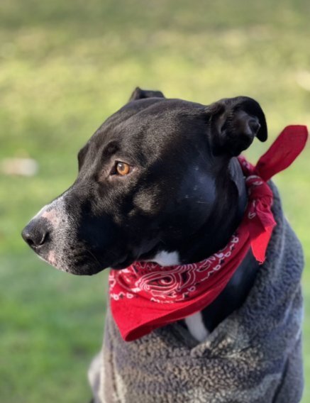 LUNA, an adoptable Labrador Retriever, American Bulldog in Thompson, PA, 18465 | Photo Image 6