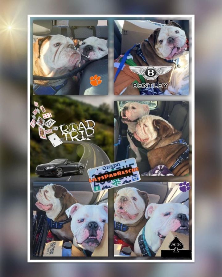Bentley, an adoptable English Bulldog in Silverlake, WA_image-5