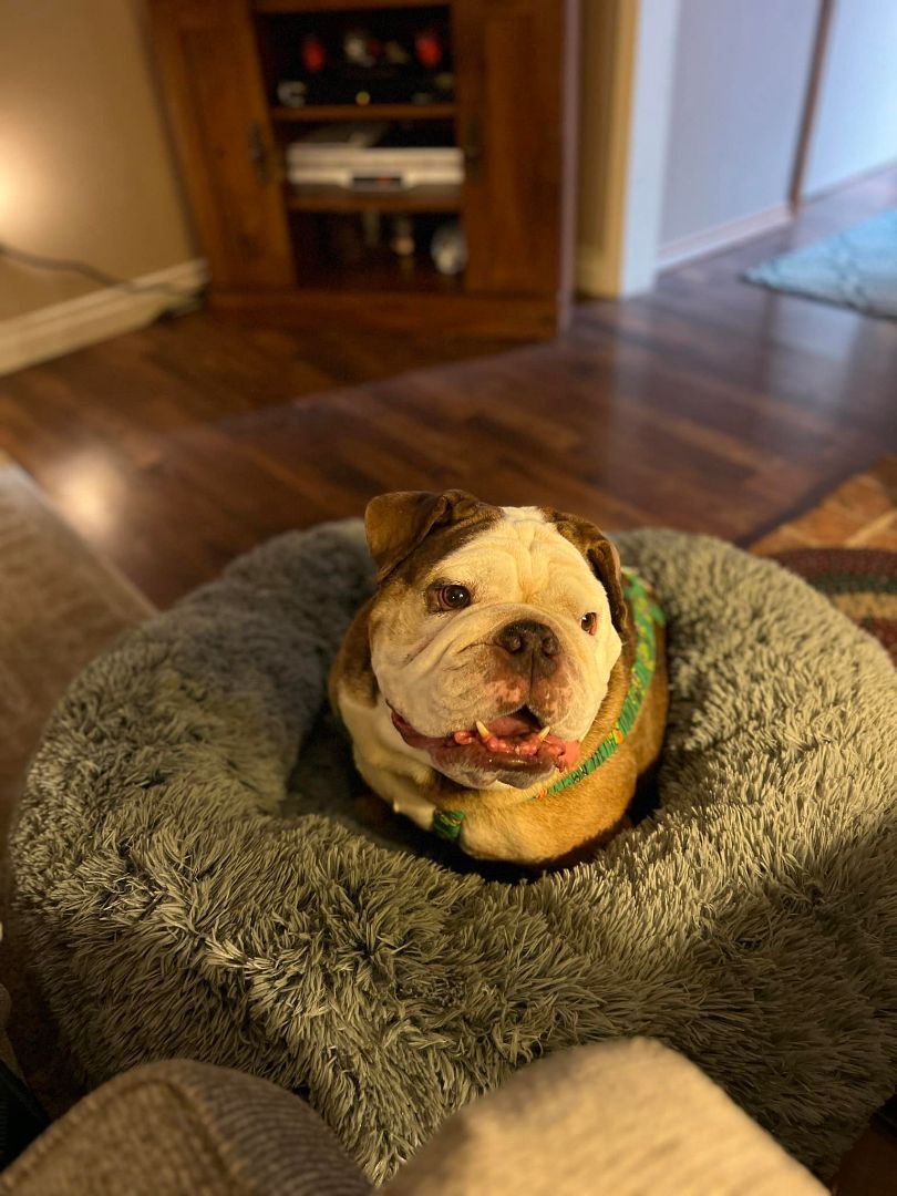 Bentley, an adoptable English Bulldog in Portland , OR, 97236 | Photo Image 6
