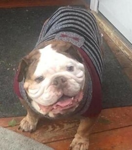 Bentley, an adoptable English Bulldog in Portland , OR, 97236 | Photo Image 1