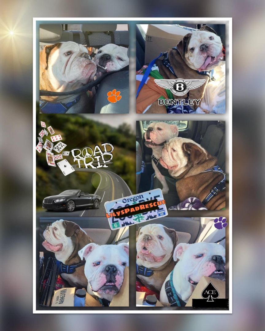 Ace, an adoptable English Bulldog in Silverlake, WA, 98645 | Photo Image 4