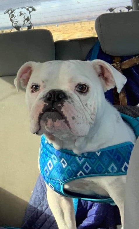 Ace, an adoptable English Bulldog in Silverlake, WA, 98645 | Photo Image 6