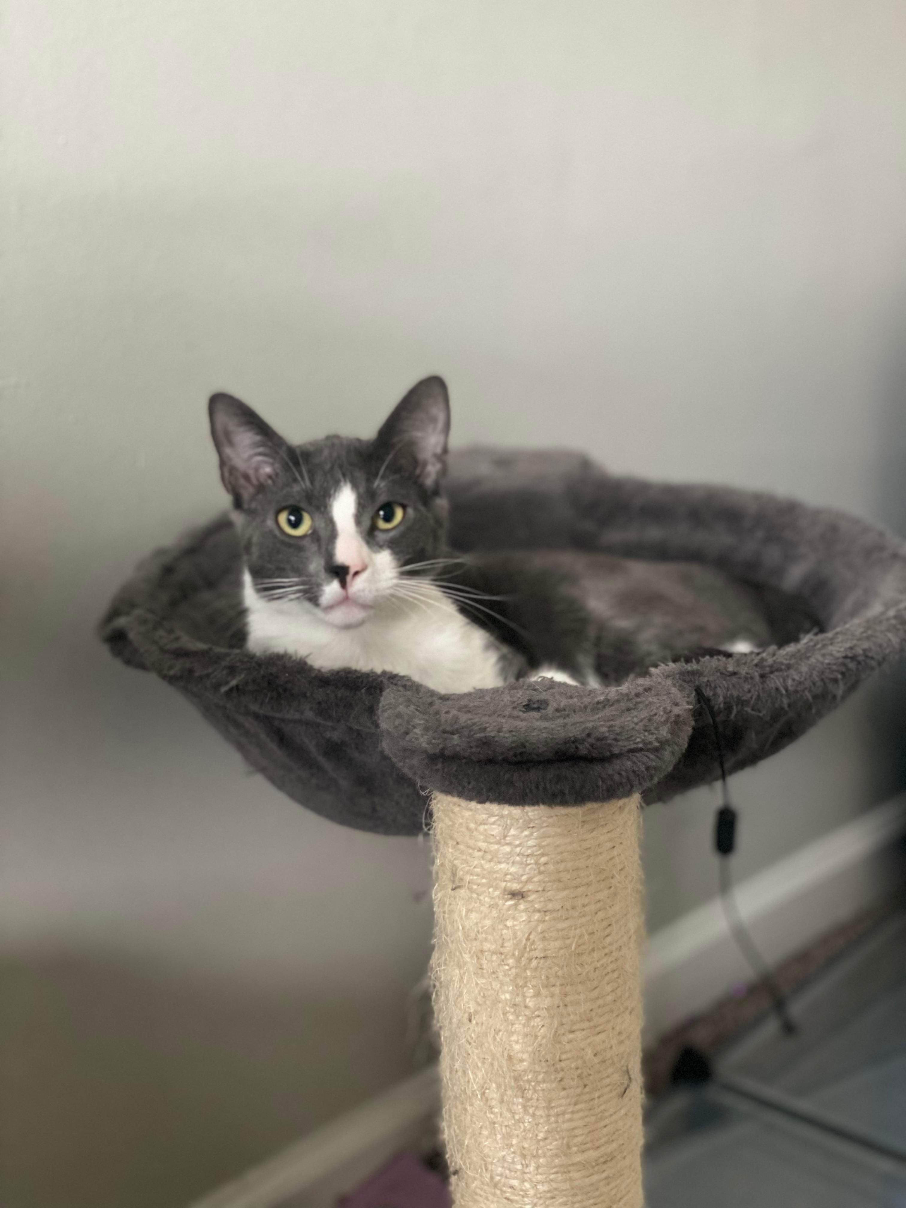 Duffy, an adoptable Domestic Short Hair in Charlotte, NC, 28277 | Photo Image 1