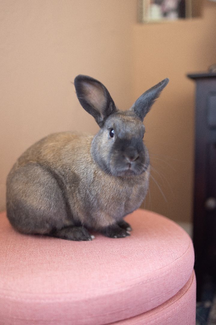 Rabbit for adoption Acorn, a Cinnamon Mix in Los Angeles, CA Petfinder