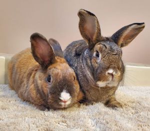 This sweet bunny couple adopted in Jan 2020 is coming back because their last human had to move acro
