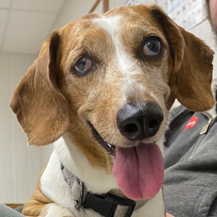 Rosie, an adoptable Dachshund in Brainerd, MN, 56401 | Photo Image 1