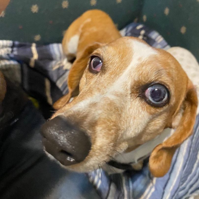 Rosie, an adoptable Dachshund in Brainerd, MN, 56401 | Photo Image 3