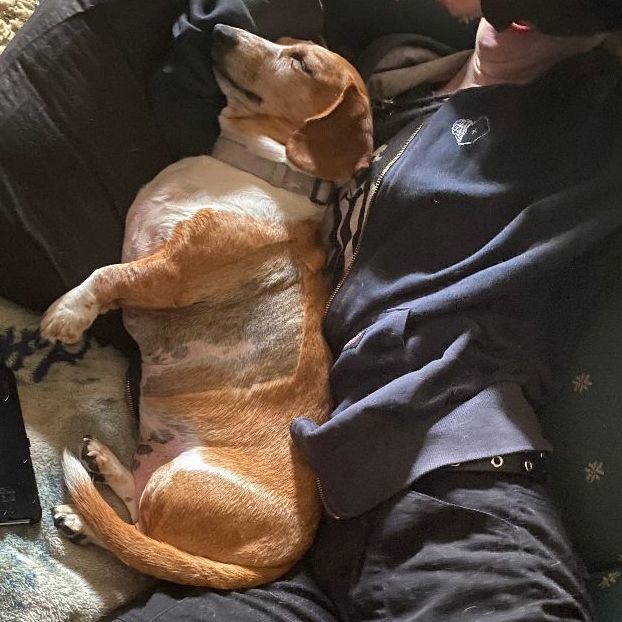 Rosie, an adoptable Dachshund in Brainerd, MN, 56401 | Photo Image 5