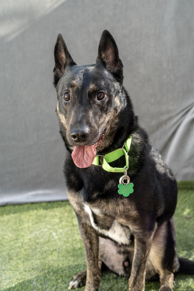 Max/Anubis 1