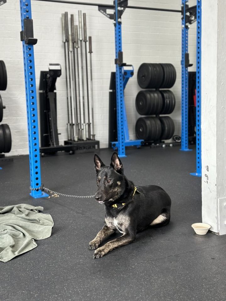 Max/Anubis 3
