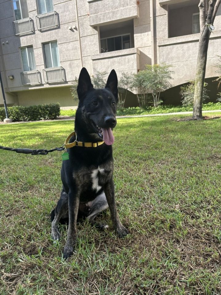 Max/Anubis 5