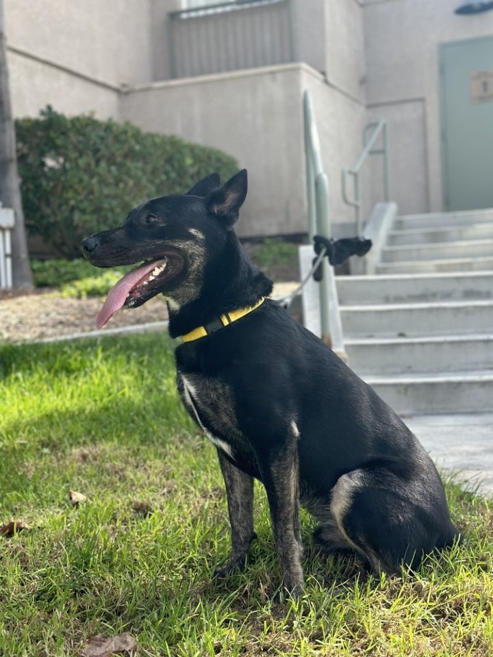 Max/Anubis 6