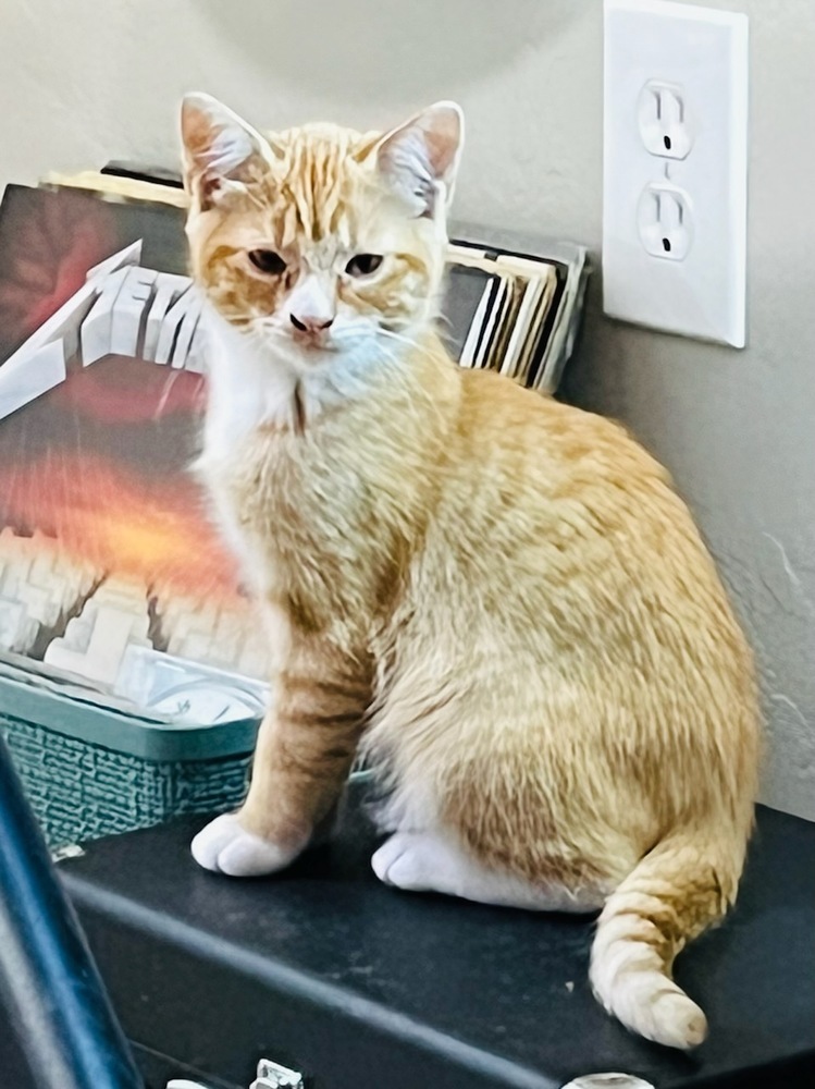 Twini, an adoptable Domestic Short Hair in Thatcher, AZ, 85552 | Photo Image 1