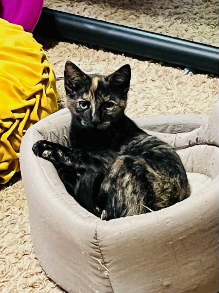 Gracie, an adoptable Domestic Short Hair in Thatcher, AZ, 85552 | Photo Image 1