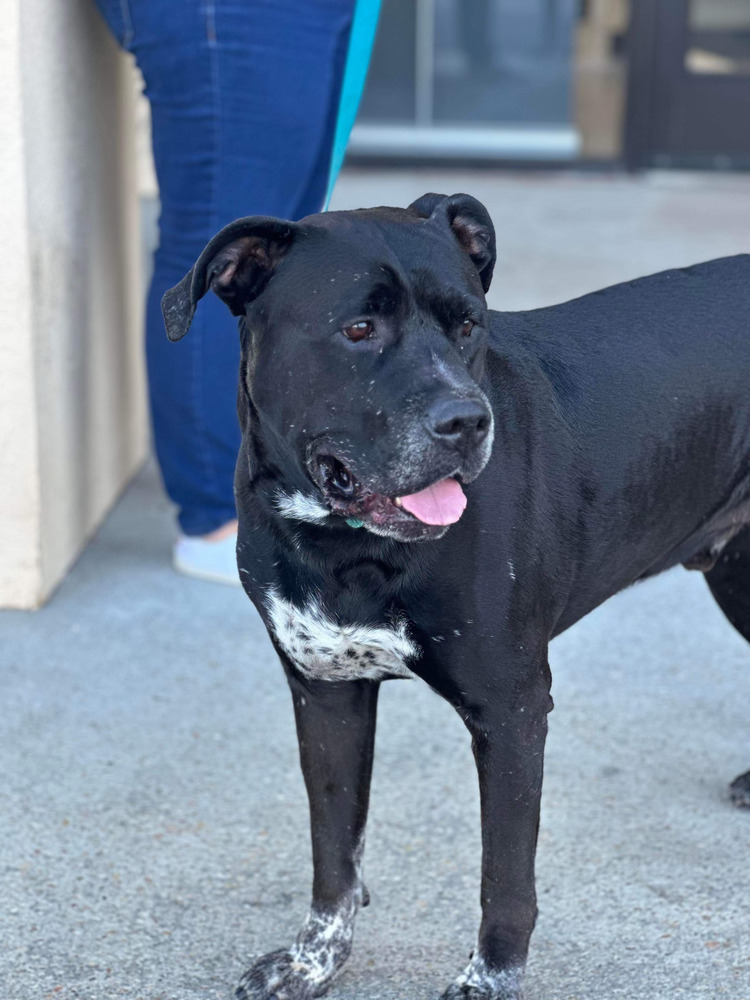 Jason, an adoptable Labrador Retriever in Milton, FL, 32583 | Photo Image 4