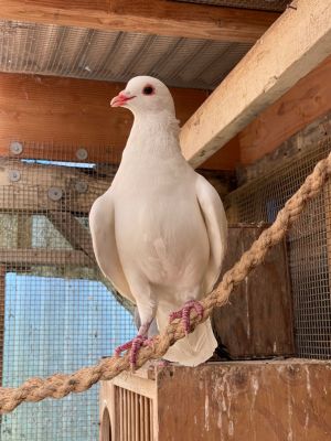 King pigeon Trevor is a miracle survivor He lived in the backyard and under the