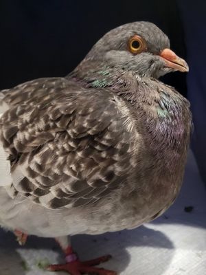 We think dear Hippo is a Carneau pigeon -- one of the utility pigeons origina