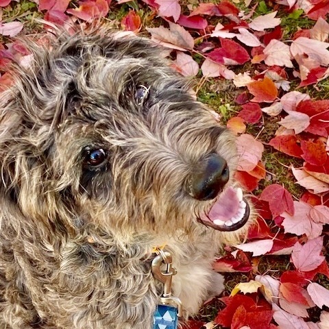 Hubert, an adopted Schnoodle Mix in Rochester, NY_image-3