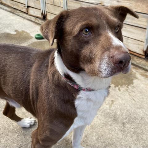 TRIXTER, an adoptable Border Collie, Labrador Retriever in Point Richmond, CA, 94801 | Photo Image 1