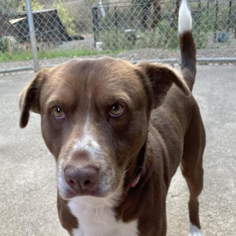 TRIXTER, an adoptable Border Collie, Labrador Retriever in Point Richmond, CA, 94801 | Photo Image 2