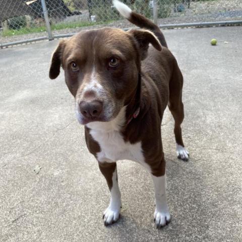 TRIXTER, an adoptable Border Collie, Labrador Retriever in Point Richmond, CA, 94801 | Photo Image 3