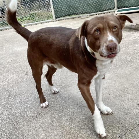 TRIXTER, an adoptable Border Collie, Labrador Retriever in Point Richmond, CA, 94801 | Photo Image 4