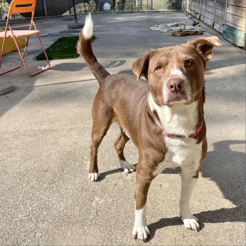 TRIXTER, an adoptable Border Collie, Labrador Retriever in Point Richmond, CA, 94801 | Photo Image 5