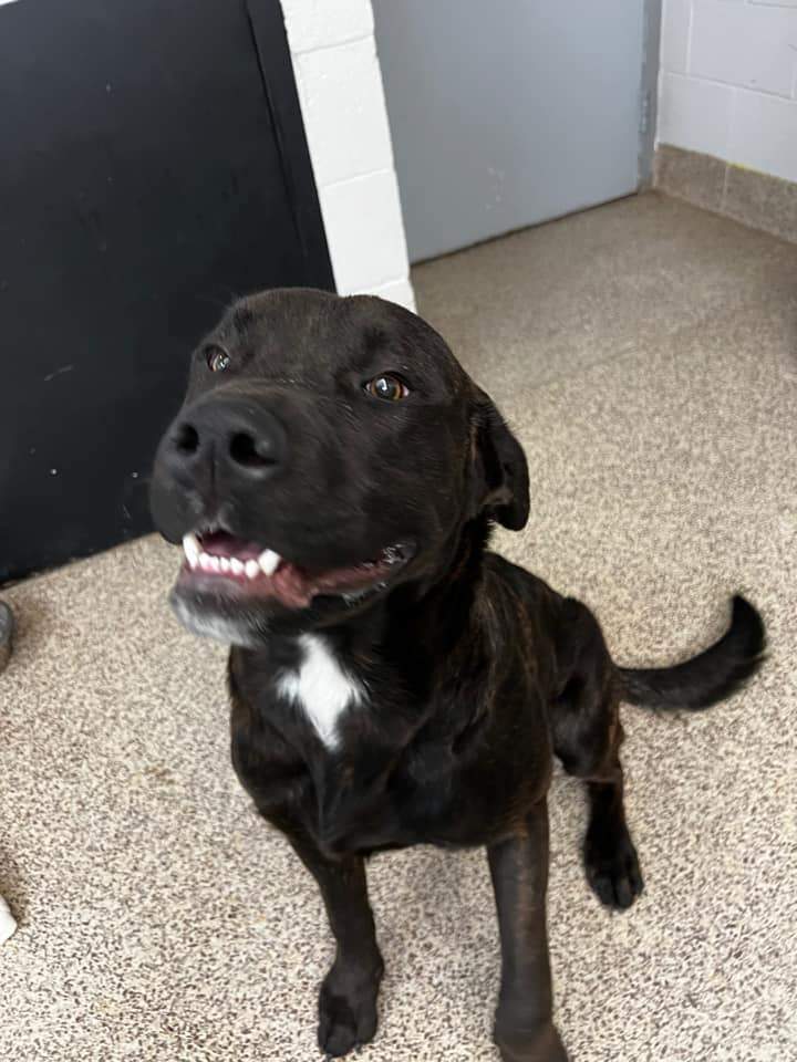 Bruno, an adoptable Labrador Retriever, Mastiff in Caro, MI, 48723 | Photo Image 1