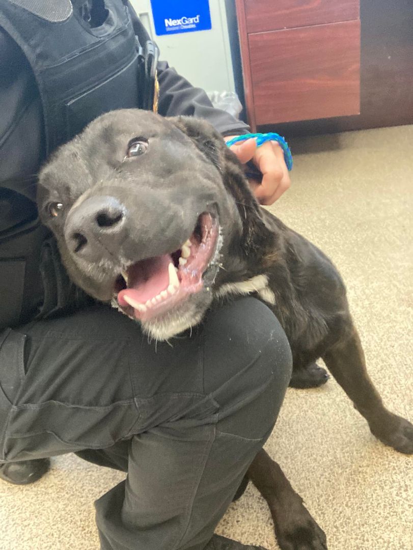Bruno, an adoptable Labrador Retriever, Mastiff in Caro, MI, 48723 | Photo Image 2