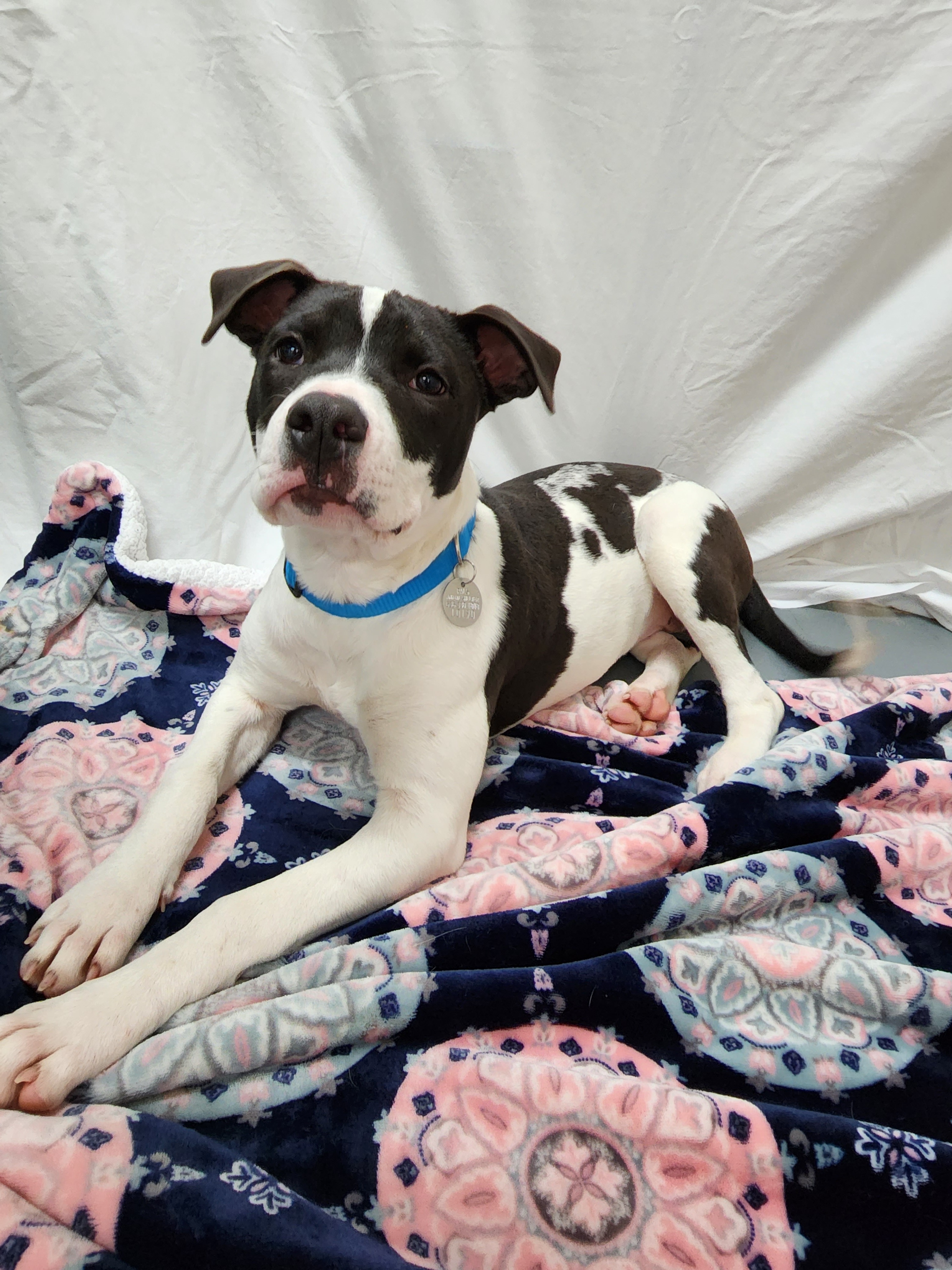 Chewy, an adoptable Terrier, Mixed Breed in Hawk Point, MO, 63349 | Photo Image 3