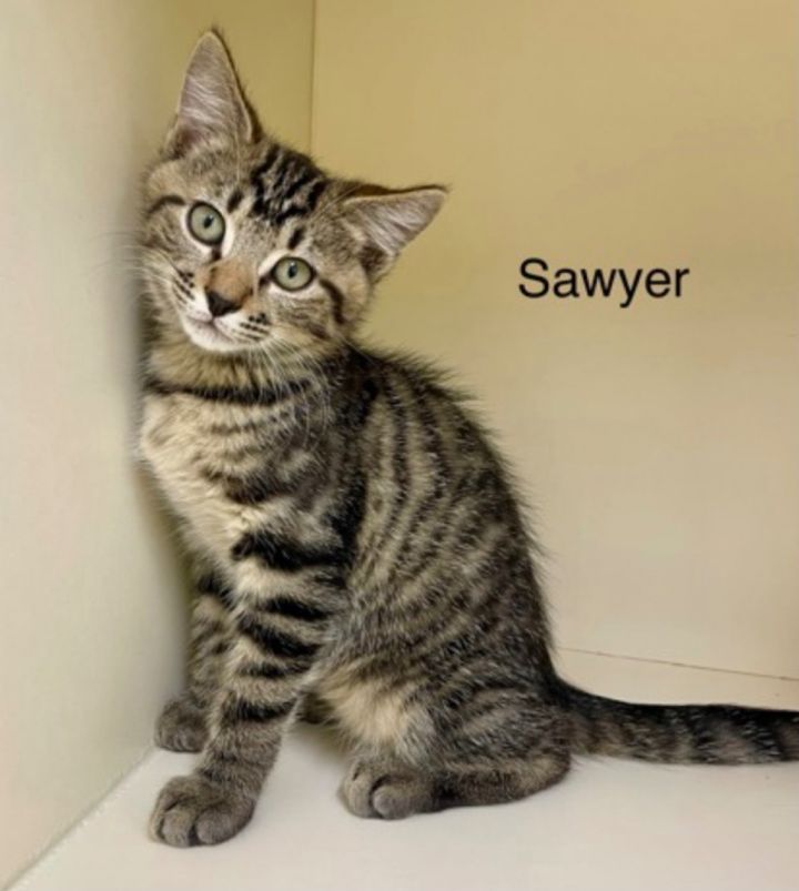 Sawyer 1
