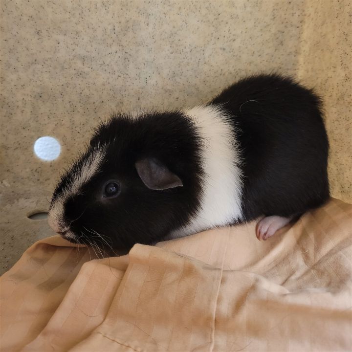 Whoopie Pie, an adopted Guinea Pig in Philadelphia, PA_image-1