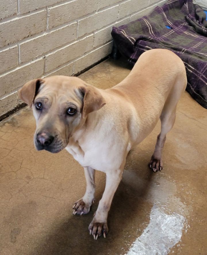 Shar pei black hot sale mouth cur mix