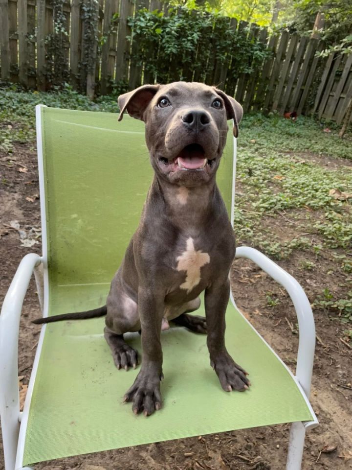 Dog for adoption - Mr. Darcy, a Pit Bull Terrier in Plymouth, MI ...