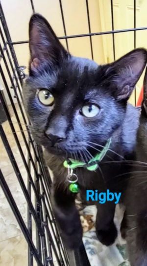 Rigby