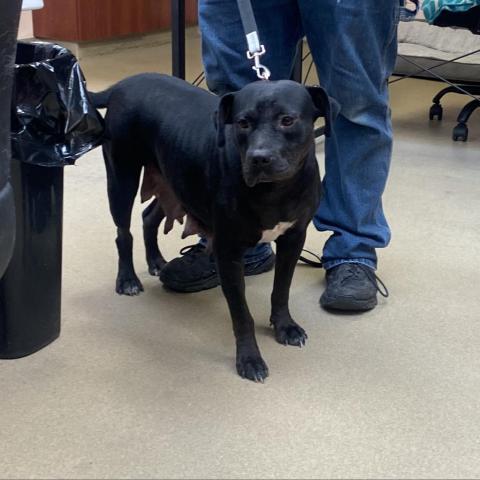 Maya, an adoptable American Bulldog in Columbus, GA, 31907 | Photo Image 2