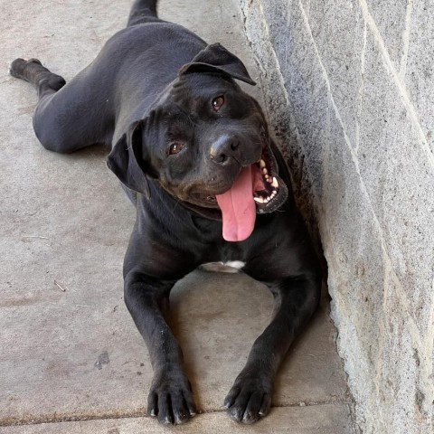 Maya, an adoptable American Bulldog in Columbus, GA, 31907 | Photo Image 5