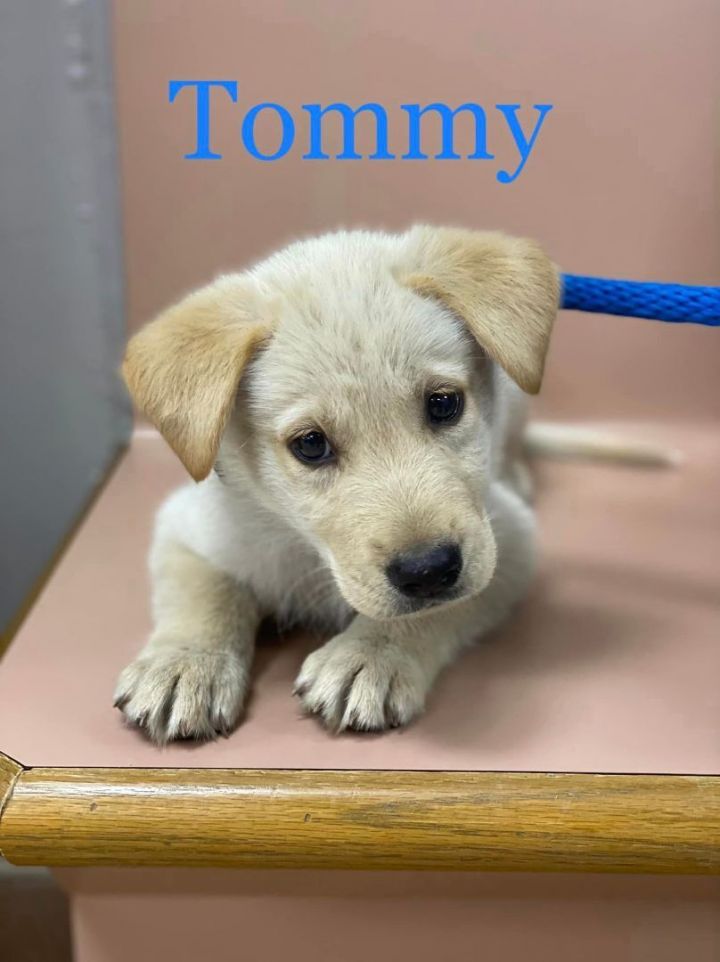 Tommy, an adopted Labrador Retriever & Australian Cattle Dog / Blue Heeler Mix in Houston, TX_image-1