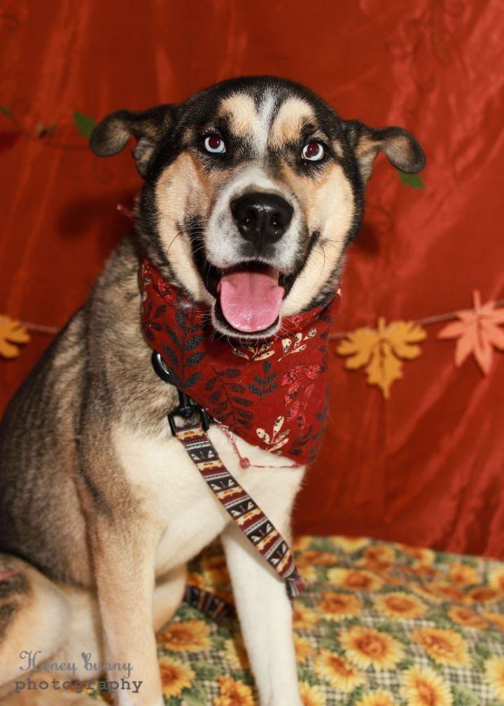 Poncho, an adoptable Husky Mix in Colorado Springs, CO_image-4