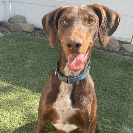 Doberman pointer sale mix