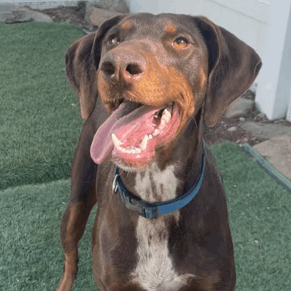 Doberman pointer sale mix