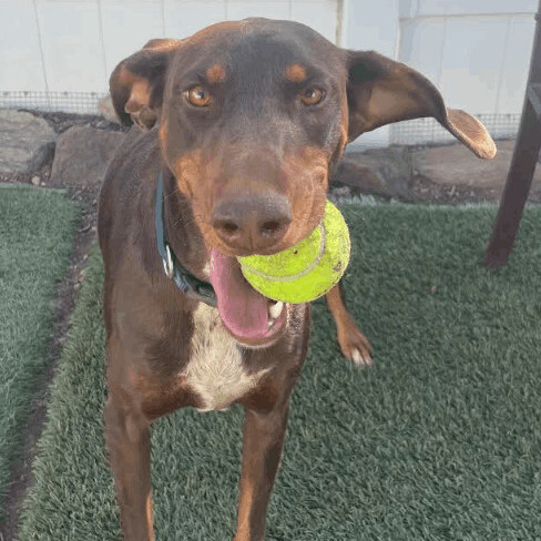 Pointer best sale doberman mix