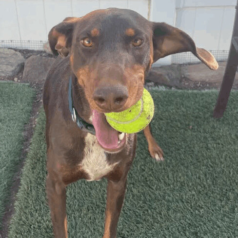 Pointer best sale doberman mix