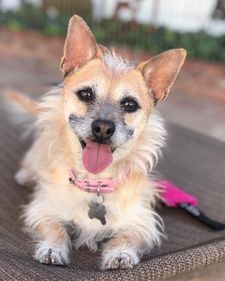 Uden sovende leje Dog for adoption - LadyBug, a Cairn Terrier Mix in Los Angeles, CA |  Petfinder