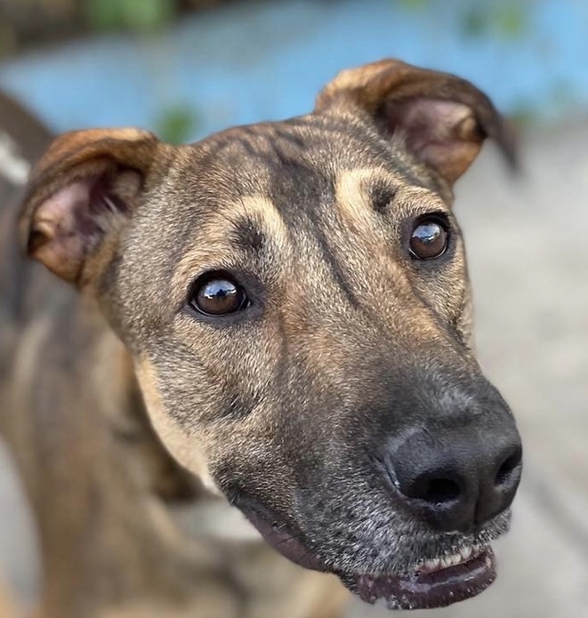 dog-for-adoption-berlin-a-labrador-retriever-shepherd-mix-in