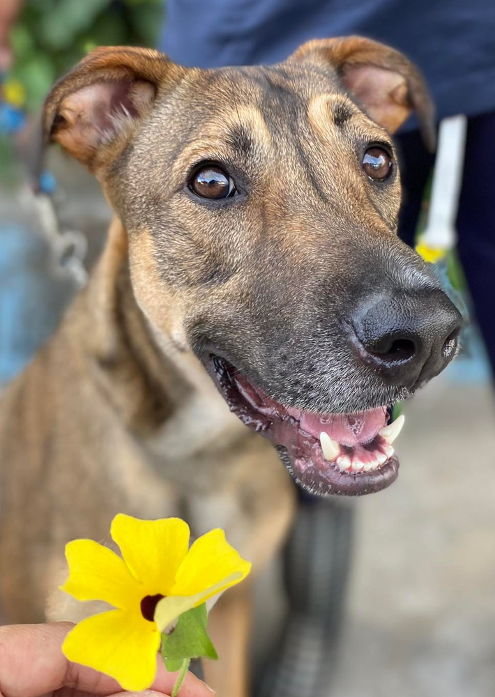 dog-for-adoption-berlin-a-labrador-retriever-shepherd-mix-in