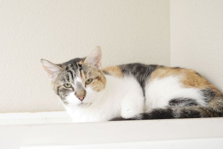 Cali Anne, an adopted Domestic Short Hair in Boise, ID_image-2