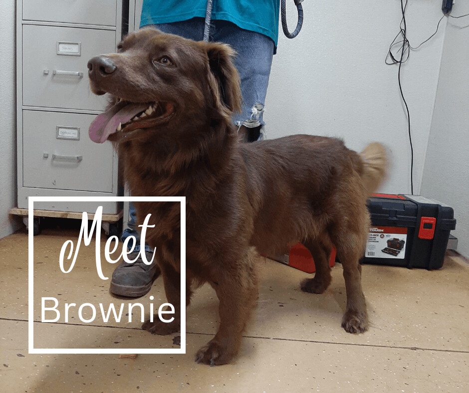 Dog for adoption Brownie, a Labrador Retriever Mix in Marion, IN