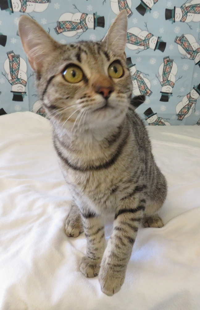 Connie, an adoptable Tabby in Jamestown, CA_image-1
